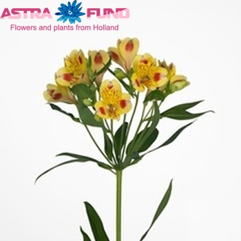 Alstroemeria Bali fotografija