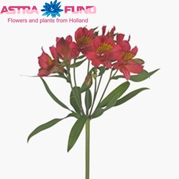 Alstroemeria Amposta photo