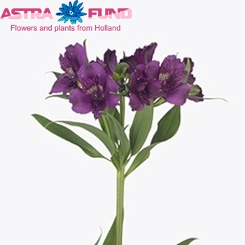 Alstroemeria Amatista photo