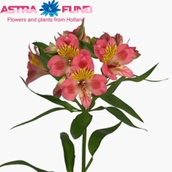 Alstroemeria Alyna photo