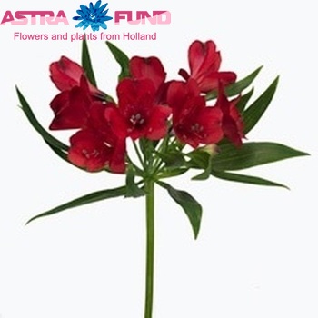 Alstroemeria 'Adele' photo