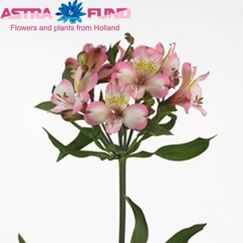 Alstroemeria Adelaide photo