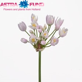 Allium roseum zdjęcie