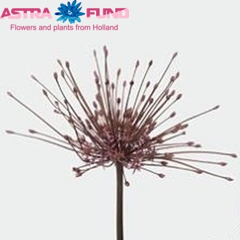 Allium schubertii zdjęcie
