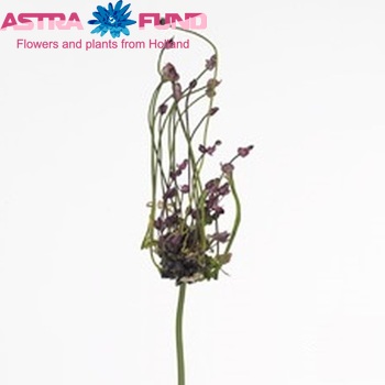 Allium scorodoprasum 'Art' zdjęcie