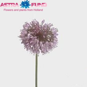 Allium senescens zdjęcie