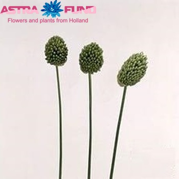 Allium sphaerocephalon zdjęcie