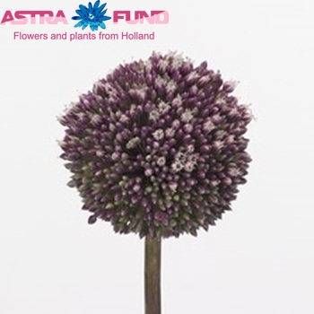 Allium 'Summer Drummer' zdjęcie