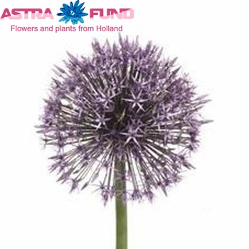 Allium 'Universe' fotó