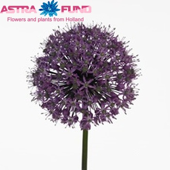 Allium 'Venus' fotó
