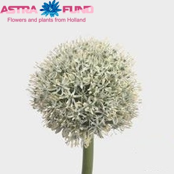 Allium 'White Giant' fotó
