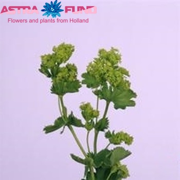 Alchemilla epipsila photo
