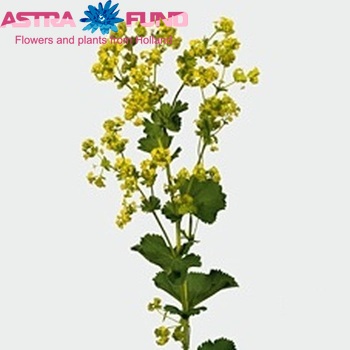 Alchemilla Mollis photo