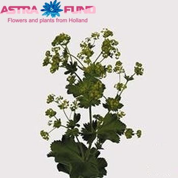 Alchemilla mollis 'Robustica' photo