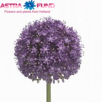 Allium 'Ambassador' photo