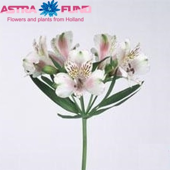 Alstroemeria Bianca fotografija