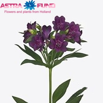 Alstroemeria Cleo fotografija