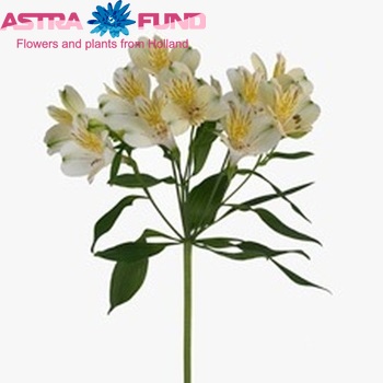 Alstroemeria Cream Valley fotografija