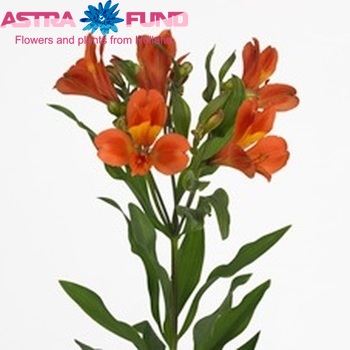 Alstroemeria Dancing Queen fotografija
