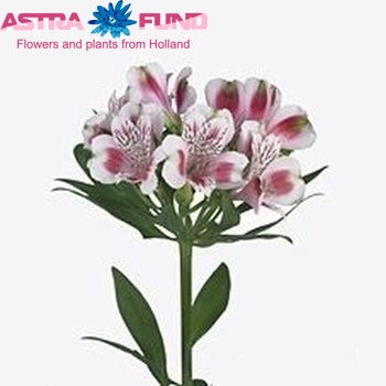 Alstroemeria Desire fotografija