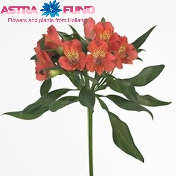 Alstroemeria Estee fotografie