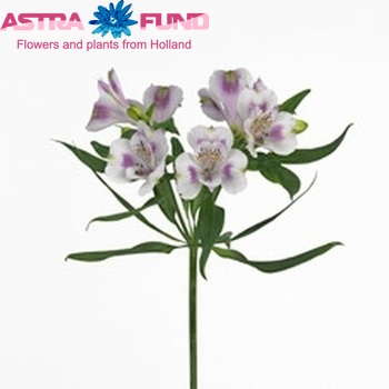 Alstroemeria Felicia fotografie