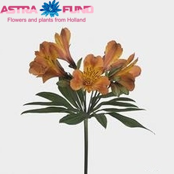 Alstroemeria 'Firenze' fotografie