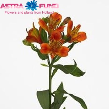 Alstroemeria Flame fotografie