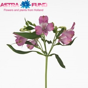 Alstroemeria Floriano fotografie