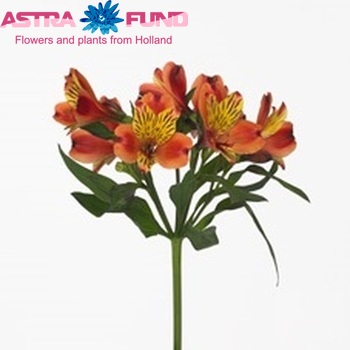 Alstroemeria Fortaleza fotografie