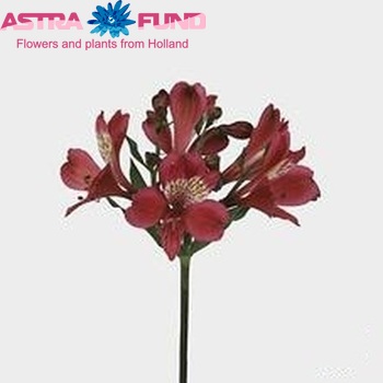 Alstroemeria 'Granada' fotografie