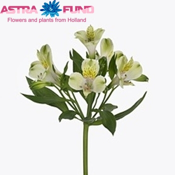 Alstroemeria Greenfield fotografie
