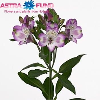 Alstroemeria Hawaiian Dream fotografie
