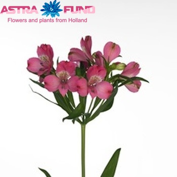 Alstroemeria Hercules fotografie