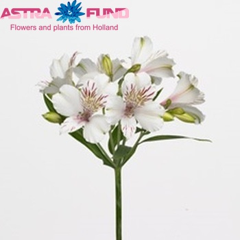 Alstroemeria Himalaya fotografie