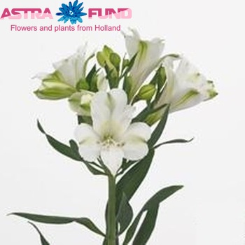 Alstroemeria Icemint fotografija