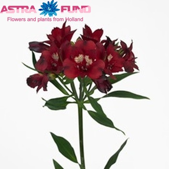 Alstroemeria Fruzzel fotografie