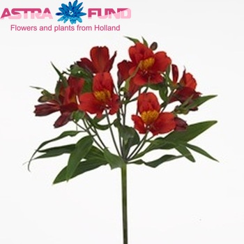 Alstroemeria 'Hot Pepper' Foto