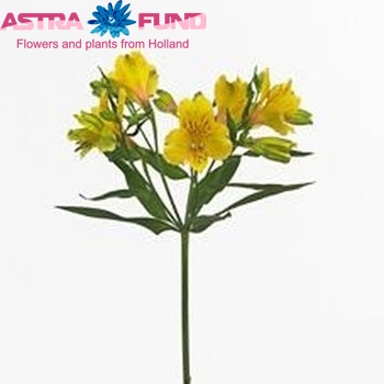 Alstroemeria Lemon foto