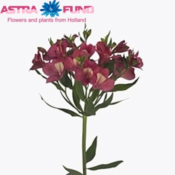 Alstroemeria Intenz Pink fotografija
