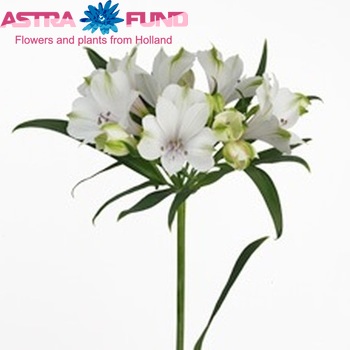 Alstroemeria 'K2' fotografija