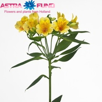Alstroemeria Isis fotografija
