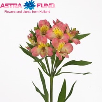 Alstroemeria 'Komodo' foto
