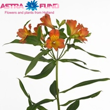 Alstroemeria Lucero foto
