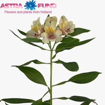 Alstroemeria Magic foto