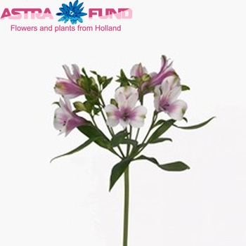 Alstroemeria Marshmallow foto