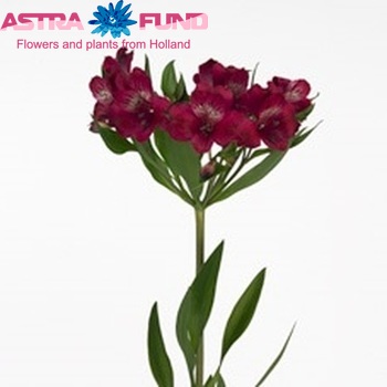 Alstroemeria Monte Cervino Foto