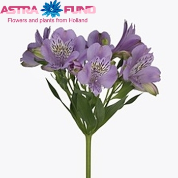 Alstroemeria Jewel fotografija