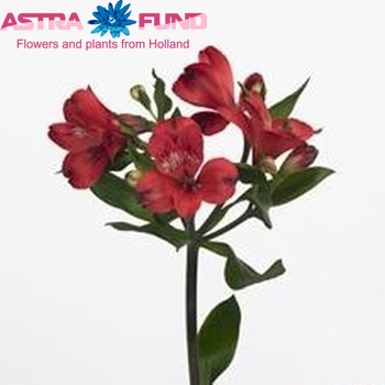 Alstroemeria Monte Rosso Foto