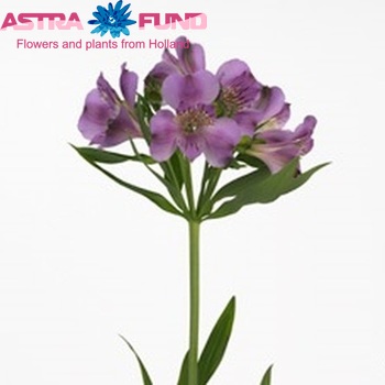 Alstroemeria Monte Azzuro foto